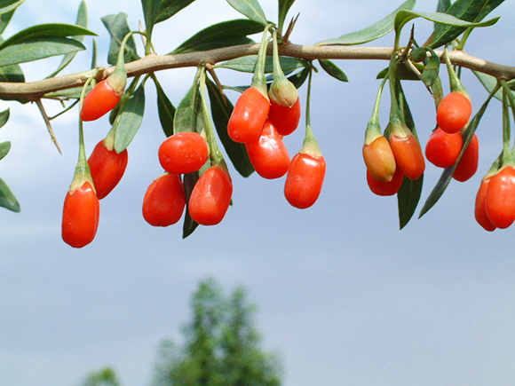 The Goji berry on its branch